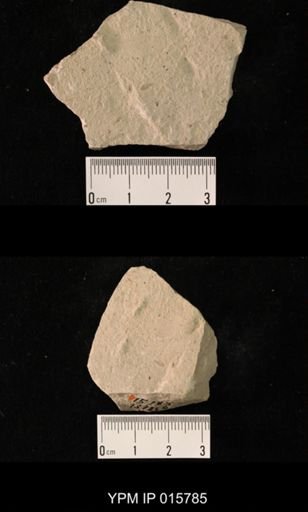 Probnis speciosa
