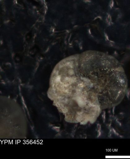 undet. Foraminiferida