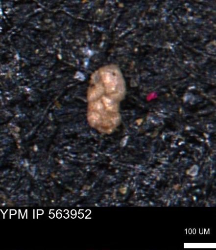 Ammobaculoides phaulus
