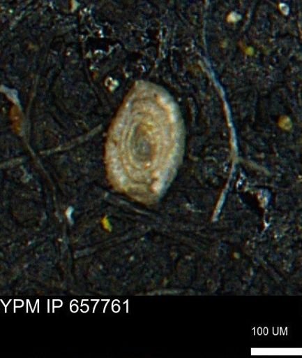 Spirolocammina subcircularis