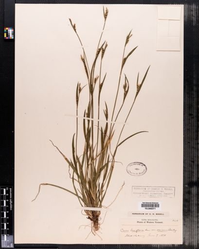 Carex laxiflora