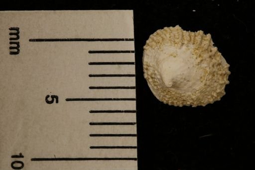 Crucibulum straitum