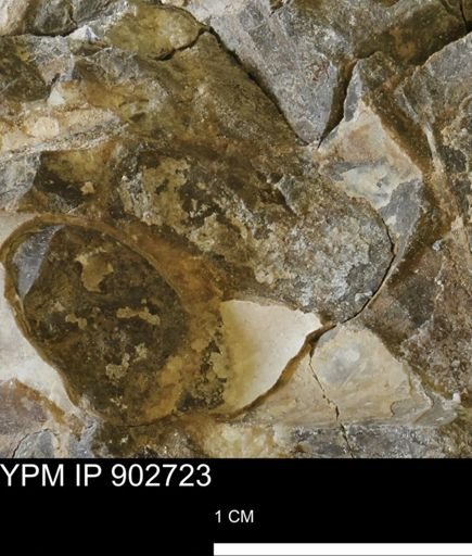 Baculites sp.