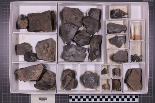 mixed taxa, stratigraphic collection