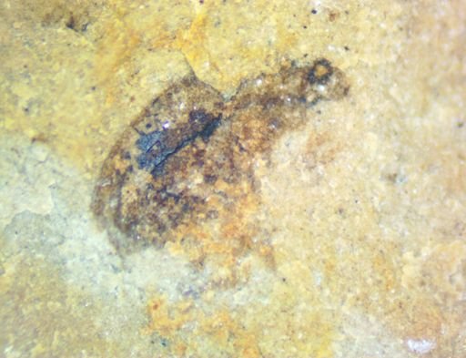 undet. Coleoptera