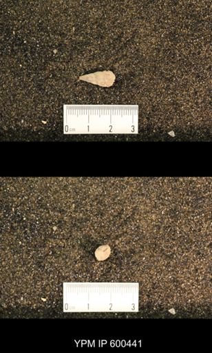 Meekospira peracuta