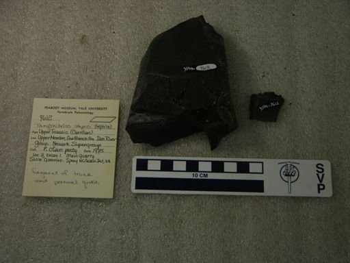 Tanytrachelos ahynis