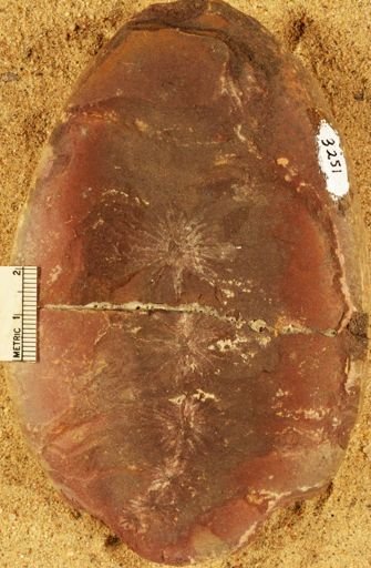 Annularia