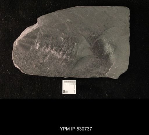 Phacops sp.