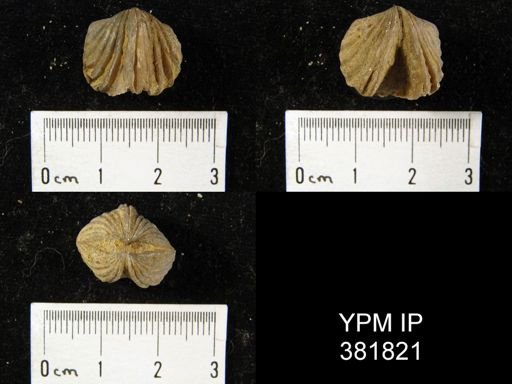 Platystrophia crassa