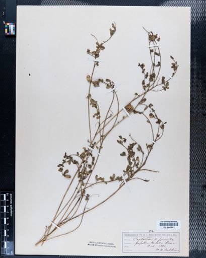Crotalaria