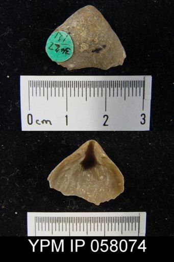 Meristella atoka
