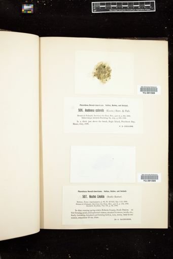 Anabaena catenula