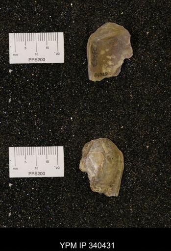 Ostrea glabra