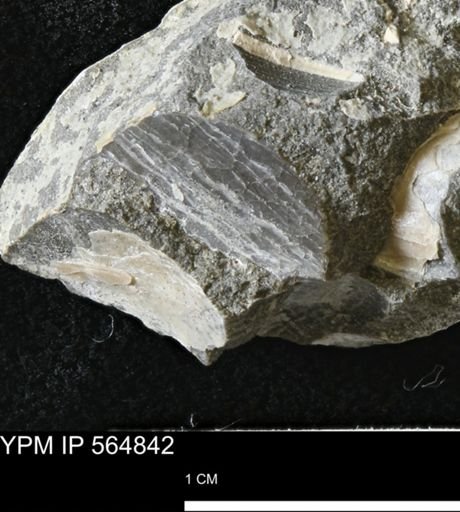 Phelopteria linguaeformis