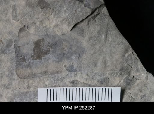 undet. Eurypterida