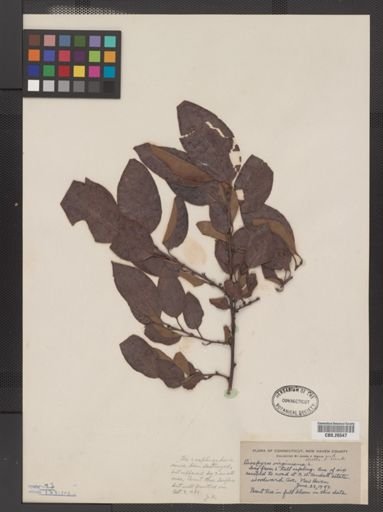 Plantae