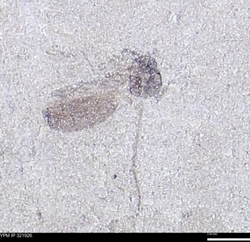 undet. Diptera