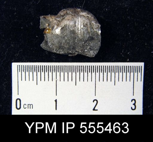 Marginifera splendens