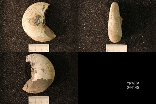 Hoploscaphites nicolletii