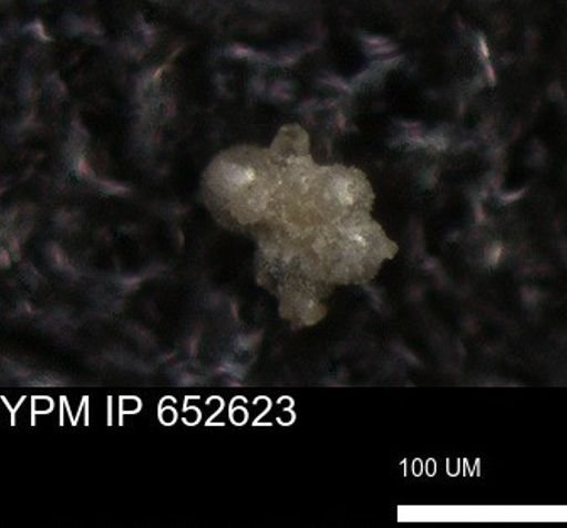 undet. Foraminiferida