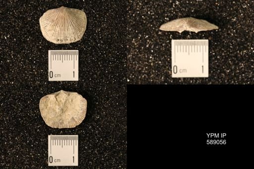 Dinorthis subquadrata