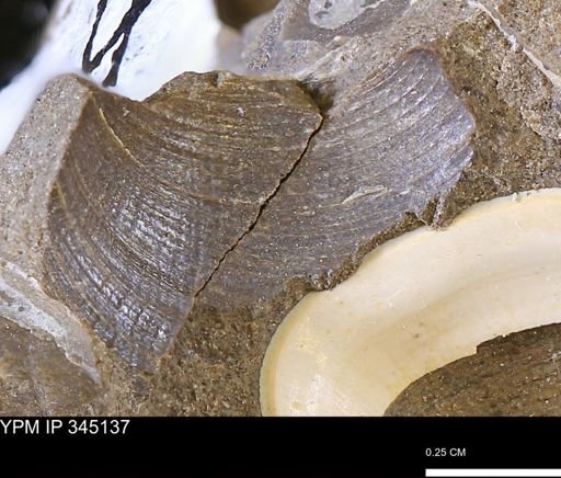 Limopsis striatopunctatus