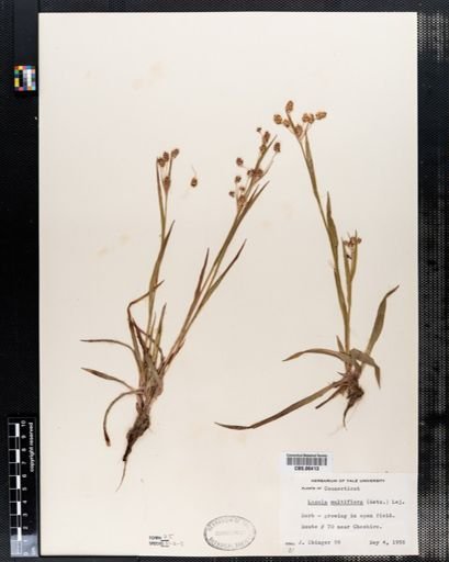 Luzula multiflora