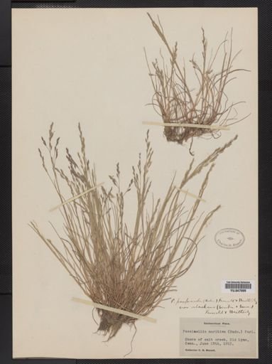Puccinellia maritima