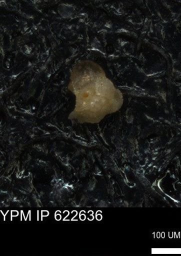 undet. Foraminiferida