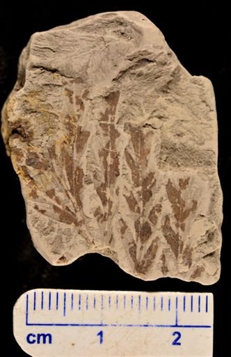 Asplenium dicksonianum