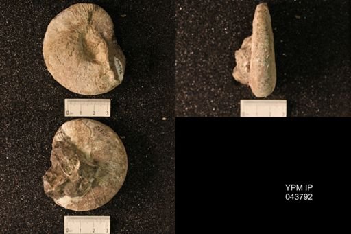 Hoploscaphites nicolletii