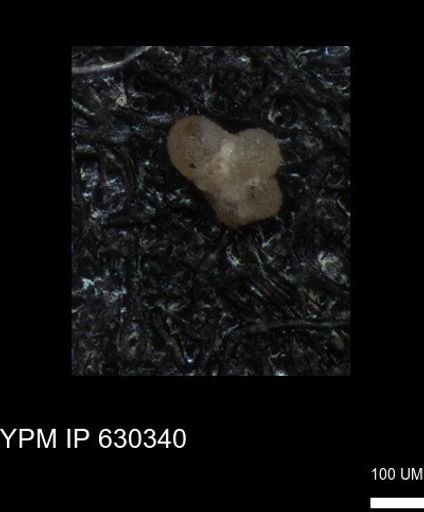 undet. Rugoglobigerinidae