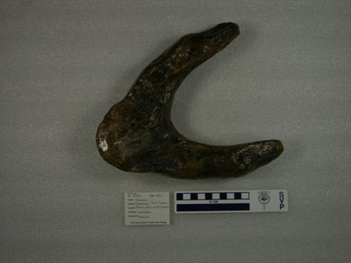 Odobenus sp.