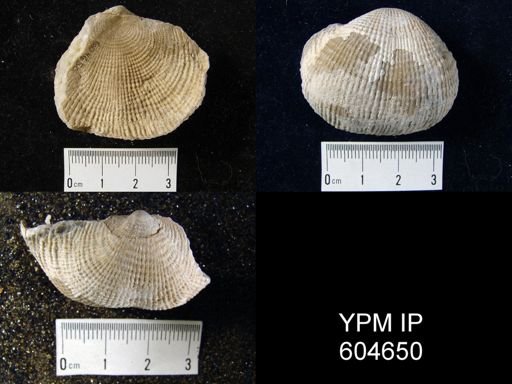 Dictyoclostus sp.