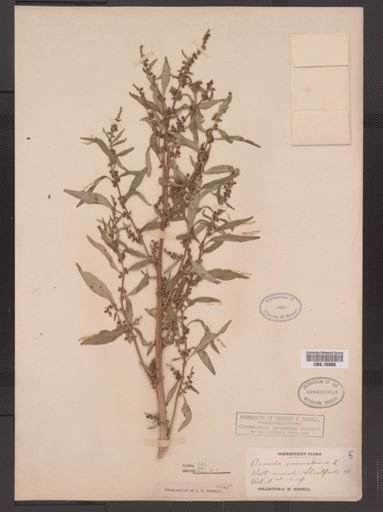 Amaranthus cannabinus