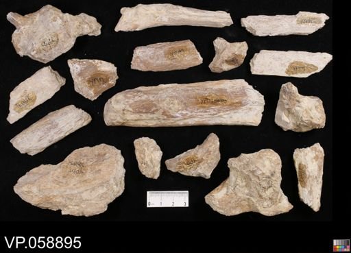 undet. Ichthyodectidae
