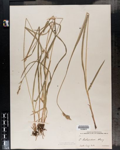 Carex