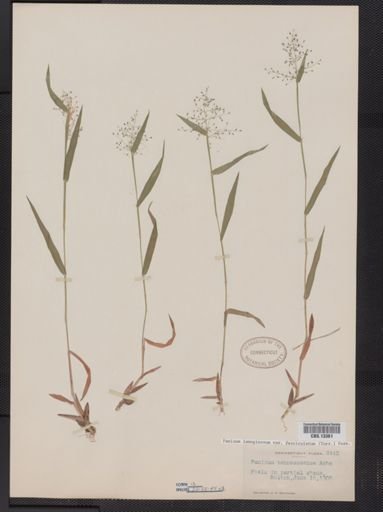 Panicum lanuginosum