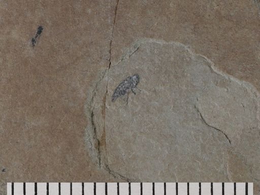 Cryptorhynchinae