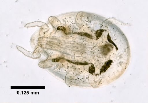 Uropoda