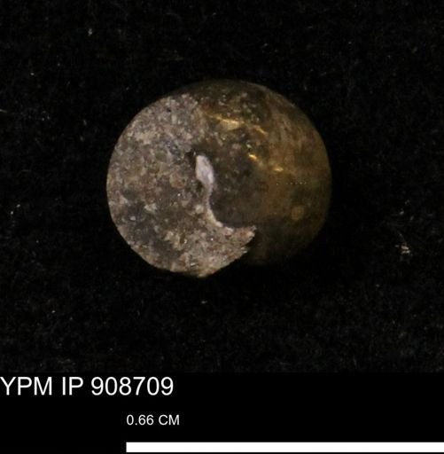 undet. Gastropoda