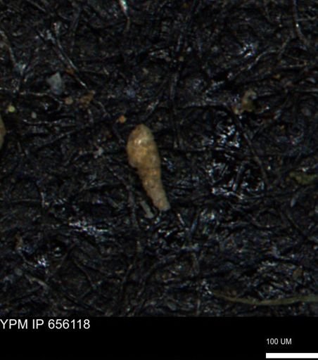 Verneuilinoides kansasensis