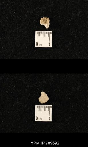 undet. Brachiopoda