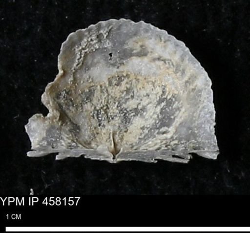 Chonetes mucronatus