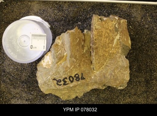 undet. Sphenodiscidae