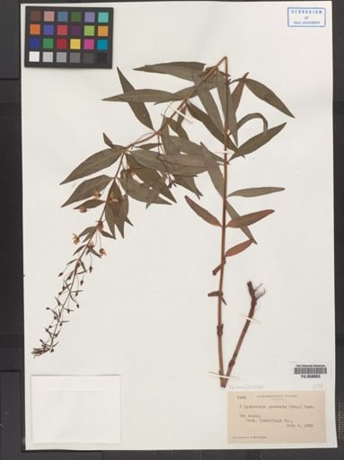 Plantae