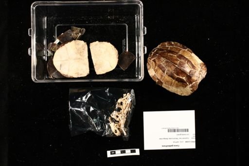 Cuora galbinifrons