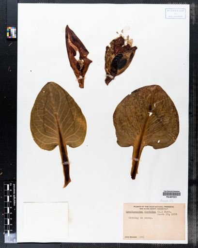 Symplocarpus foetidus