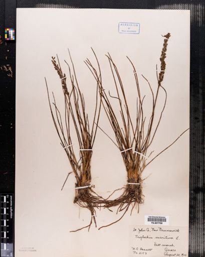 Triglochin maritima